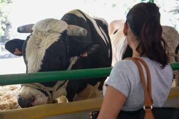 Más de 900 animales en la Feria de Ganado de Gran Canaria (Foto TA)